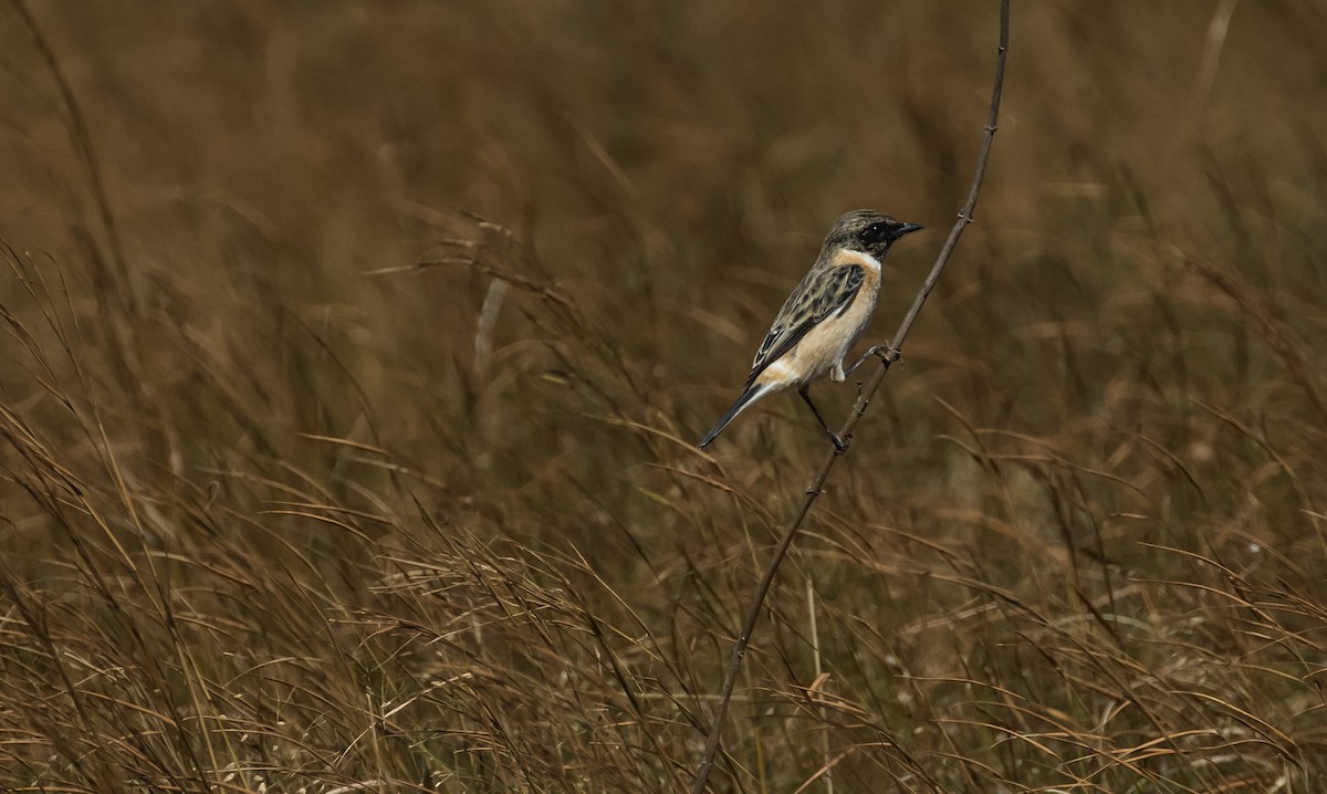 Stejnegerschwarzkehlchen - ML646573756
