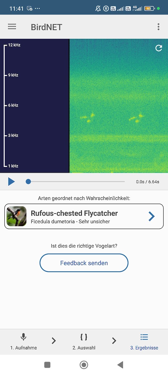 Spiegelschnäpper - ML646573759