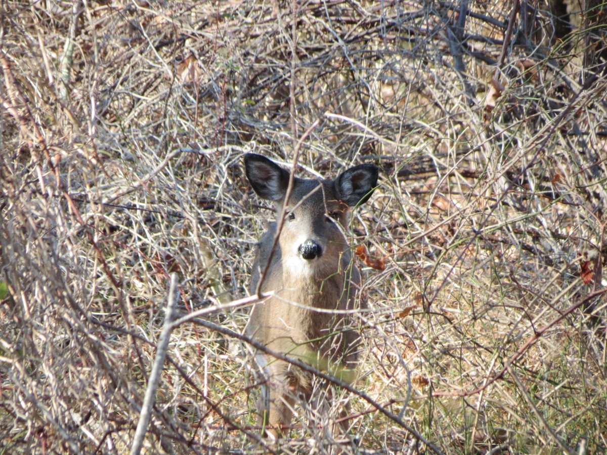 白尾鹿 - ML646573760