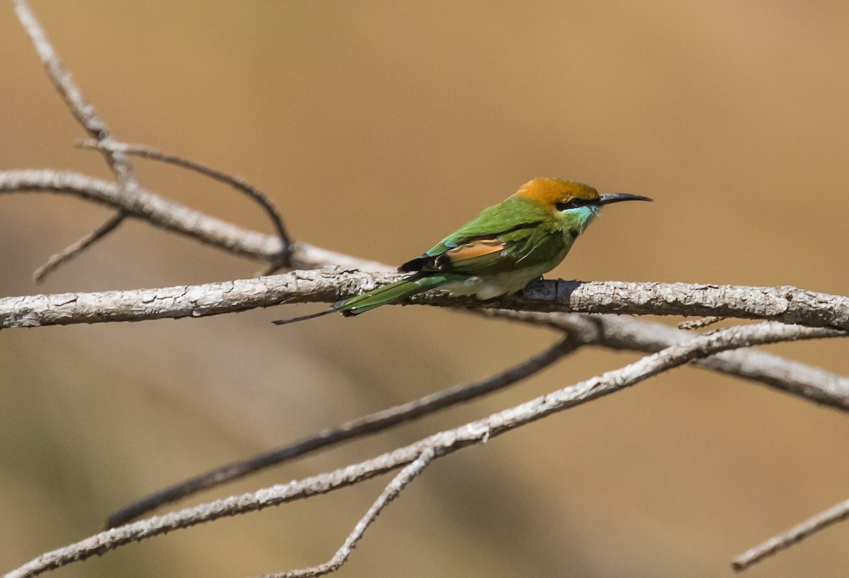 Bronzescheitel-Smaragdspint - ML646573763