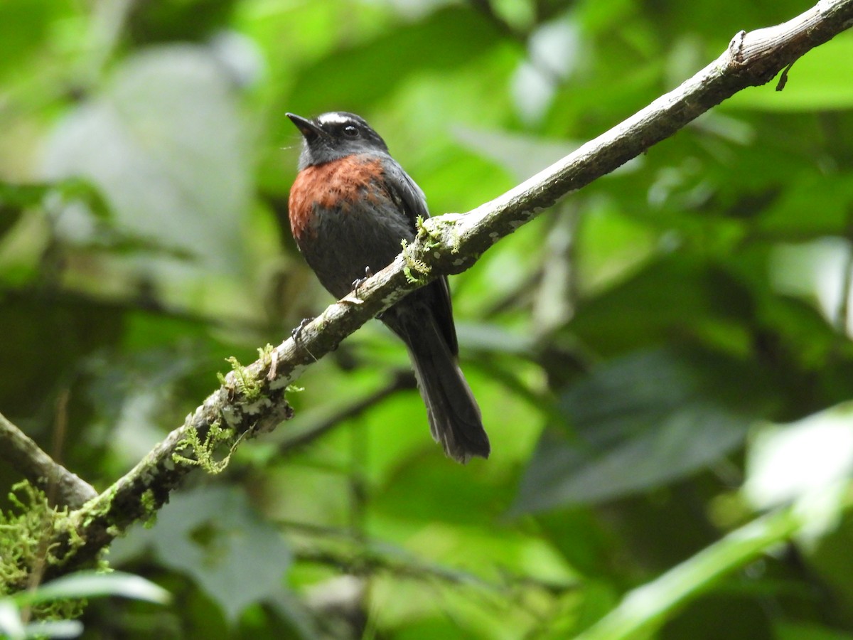Maroon-belted Chat-Tyrant - ML646573764