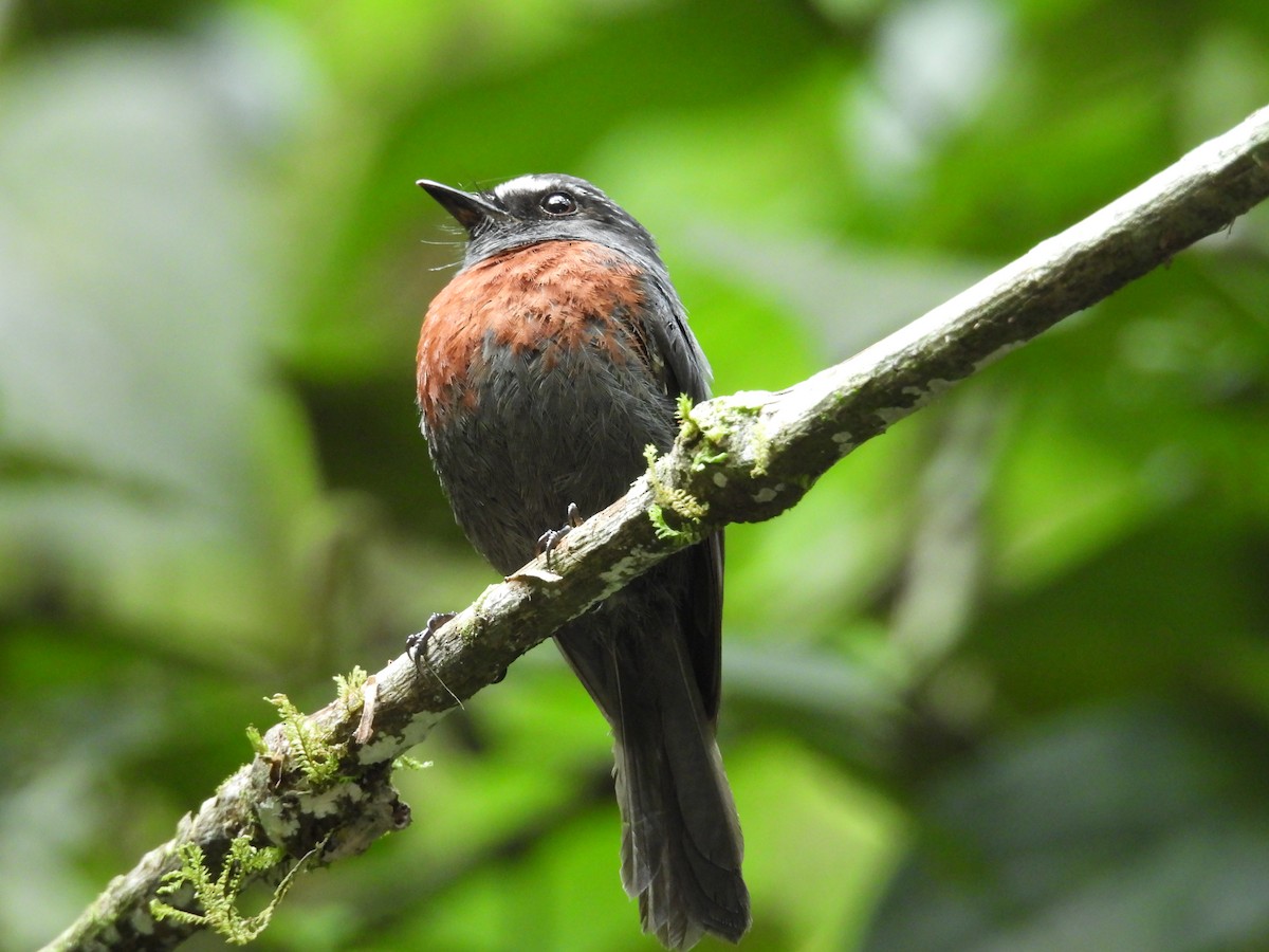 Maroon-belted Chat-Tyrant - ML646573765