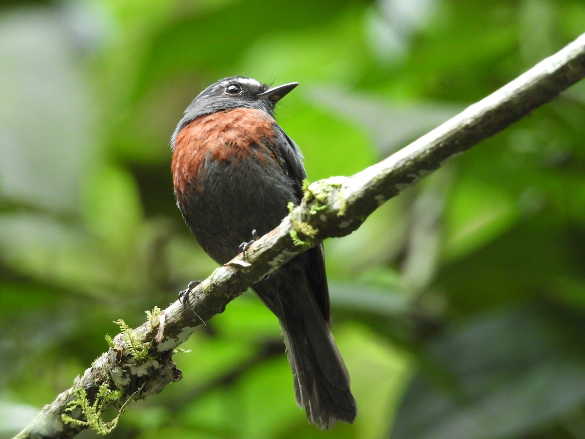 Maroon-belted Chat-Tyrant - ML646573766