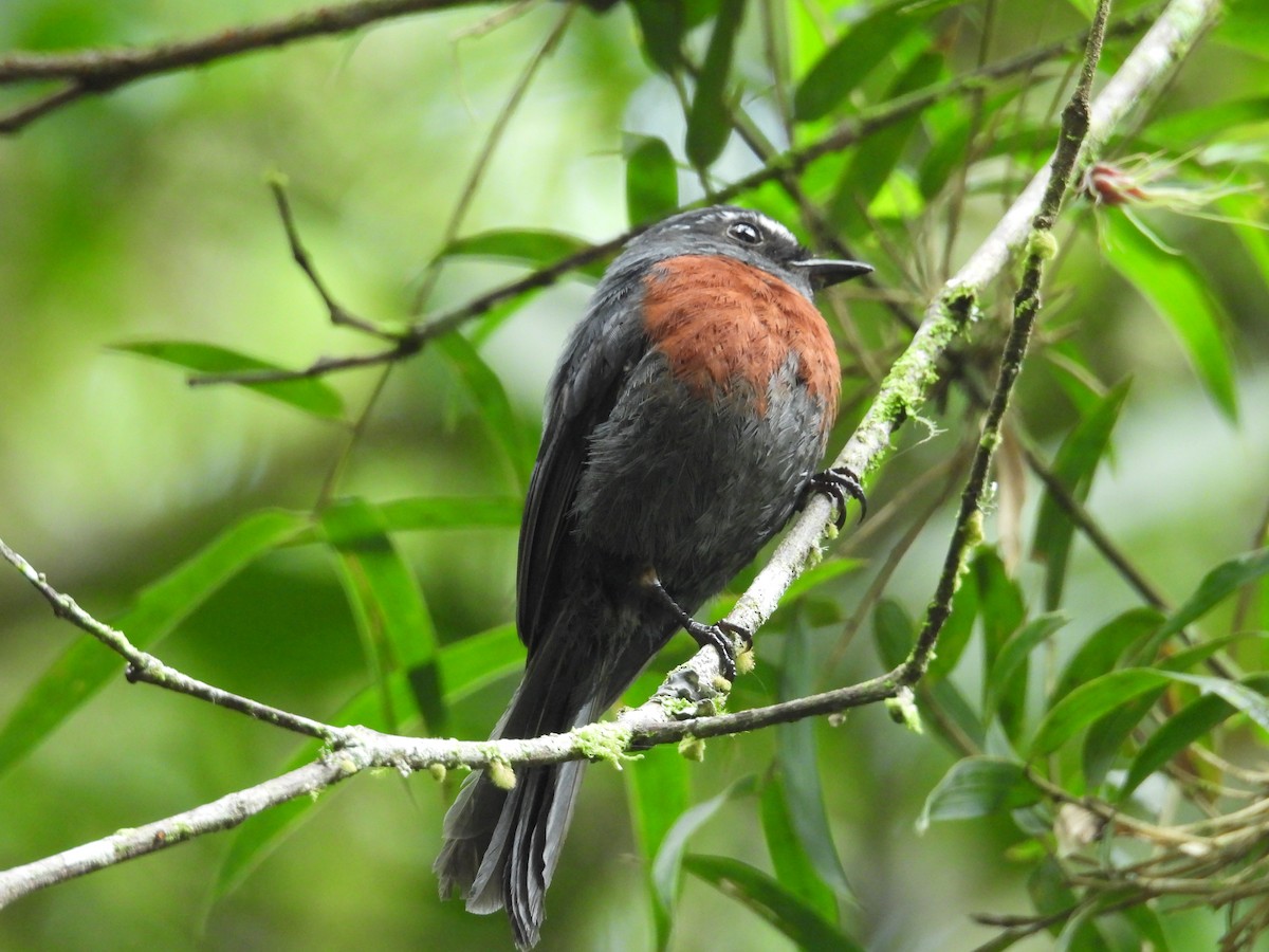 Maroon-belted Chat-Tyrant - ML646573767