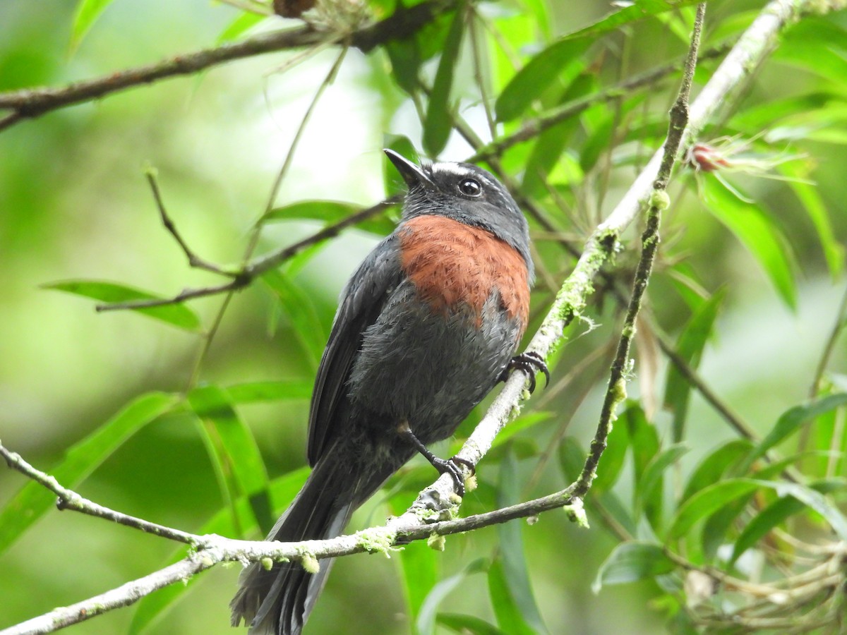 Maroon-belted Chat-Tyrant - ML646573768