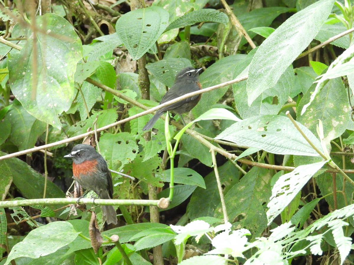 Maroon-belted Chat-Tyrant - ML646573769