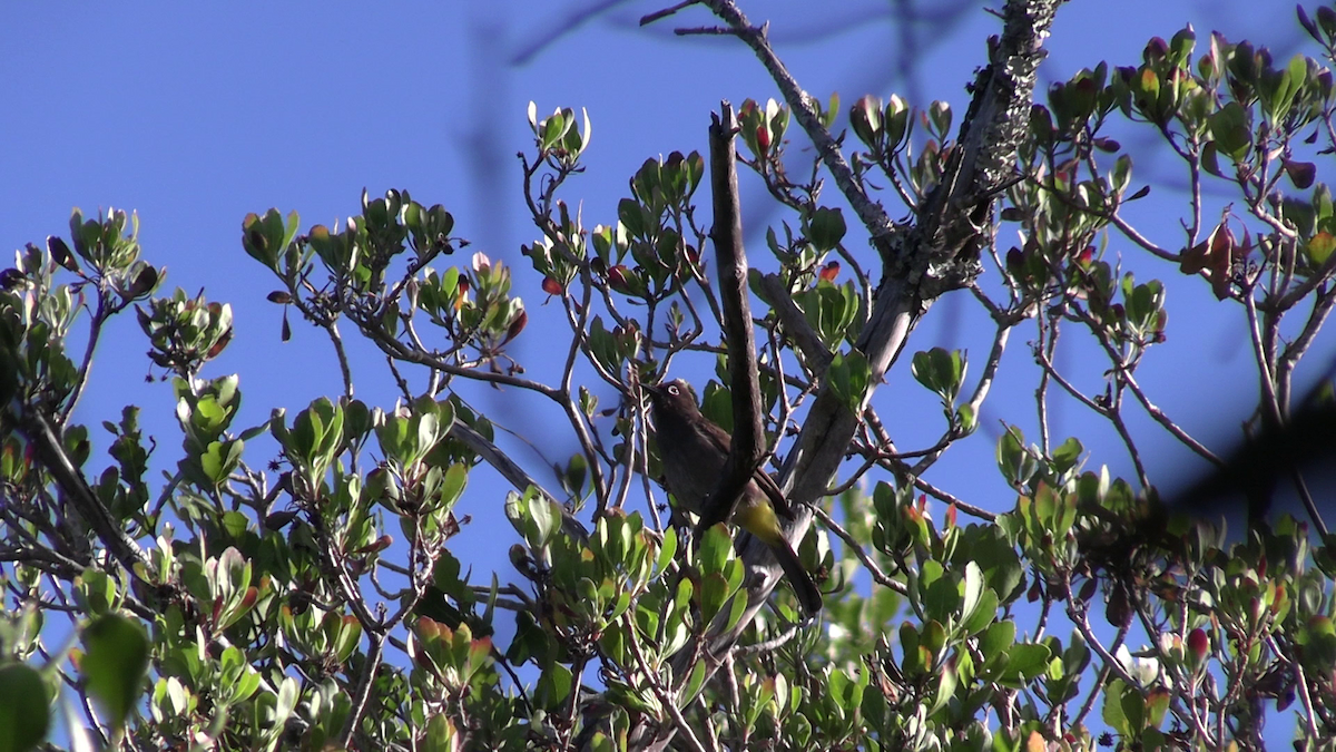 Капский бюльбюль - ML646573771