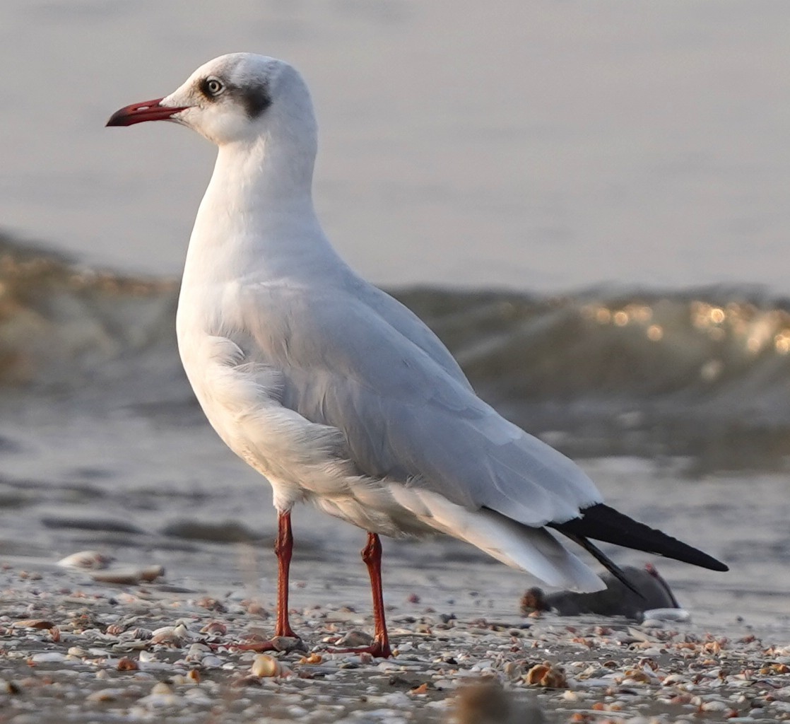 Brown-headed Gull - ML646573772