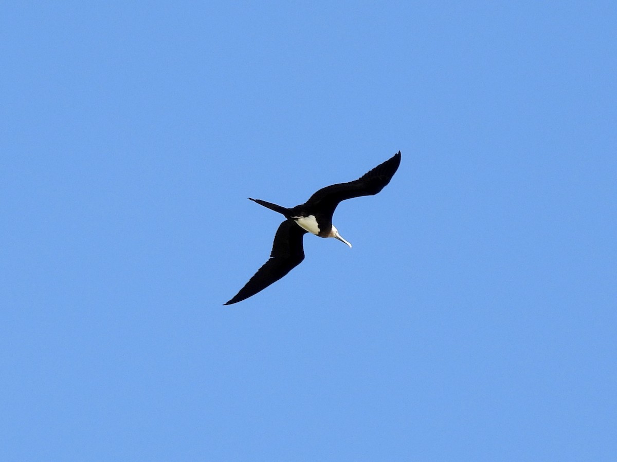 Great Frigatebird - ML646573773