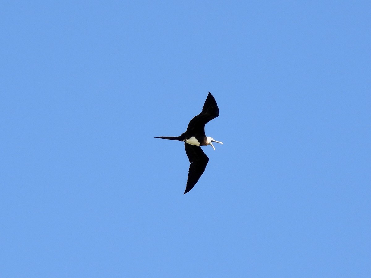 Great Frigatebird - ML646573774