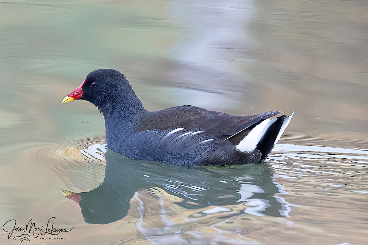 סופית - ML646573775