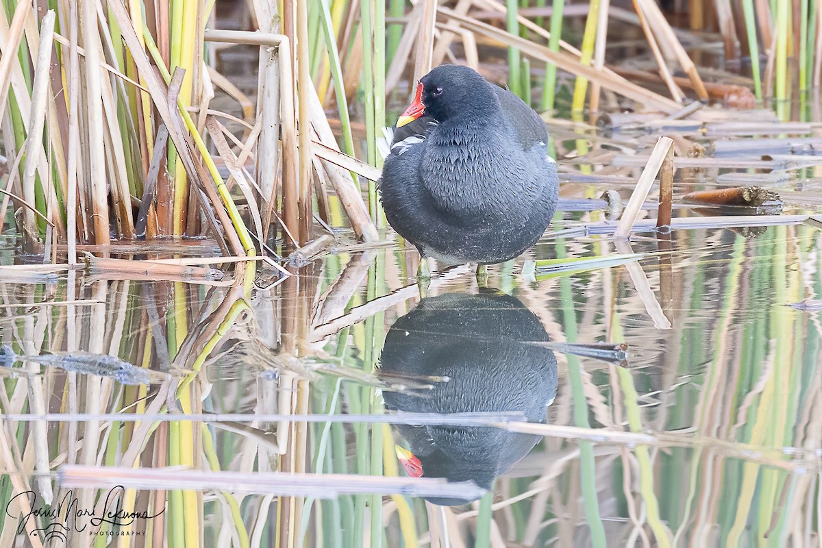 סופית - ML646573776