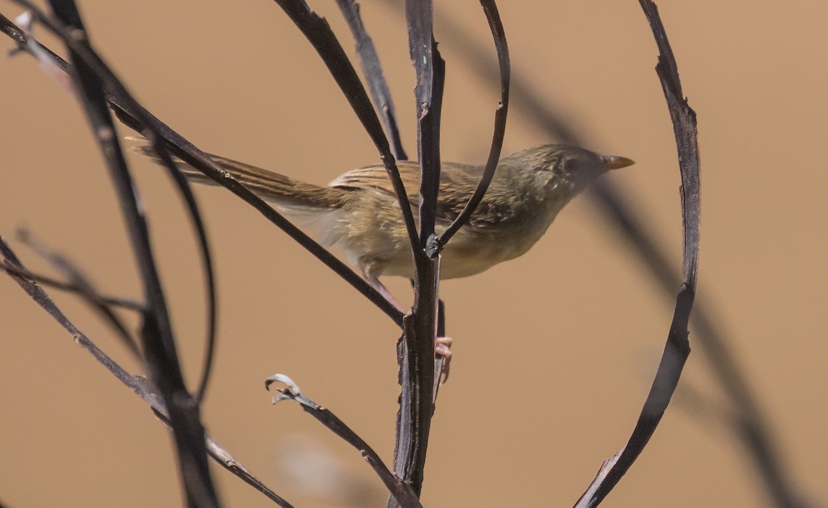 Annamprinie - ML646573777