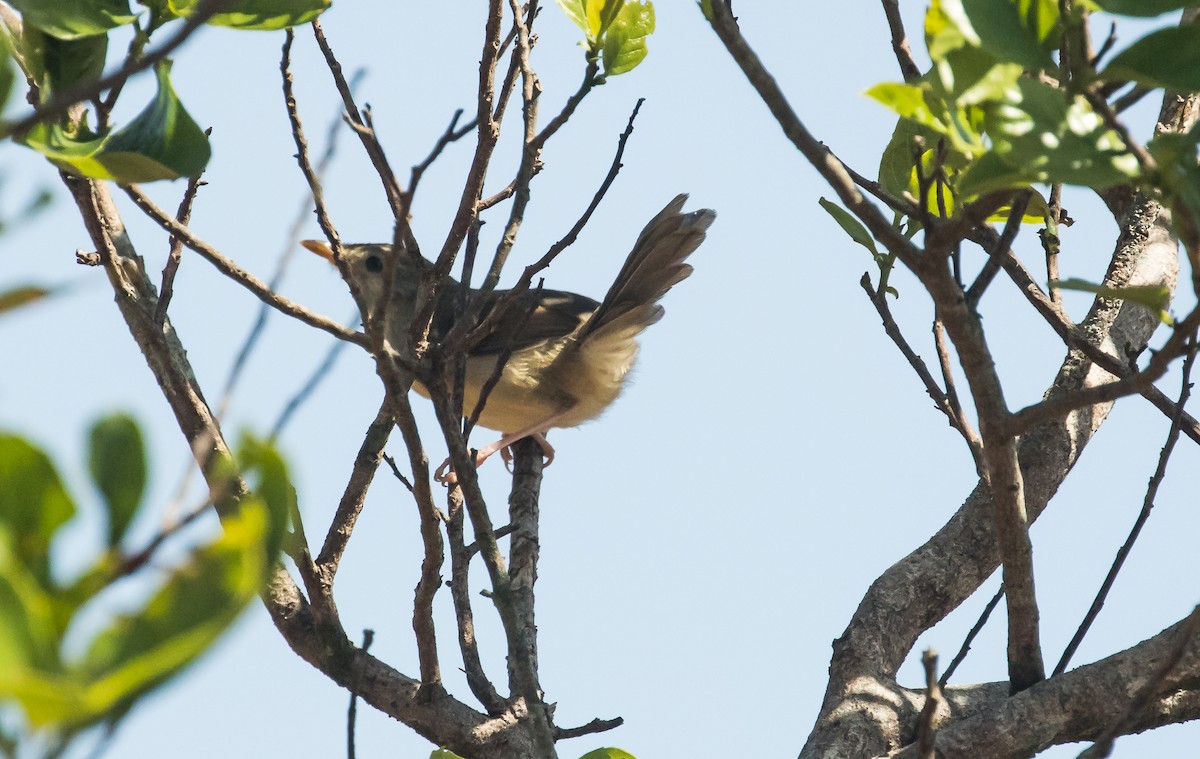 Annamprinie - ML646573778