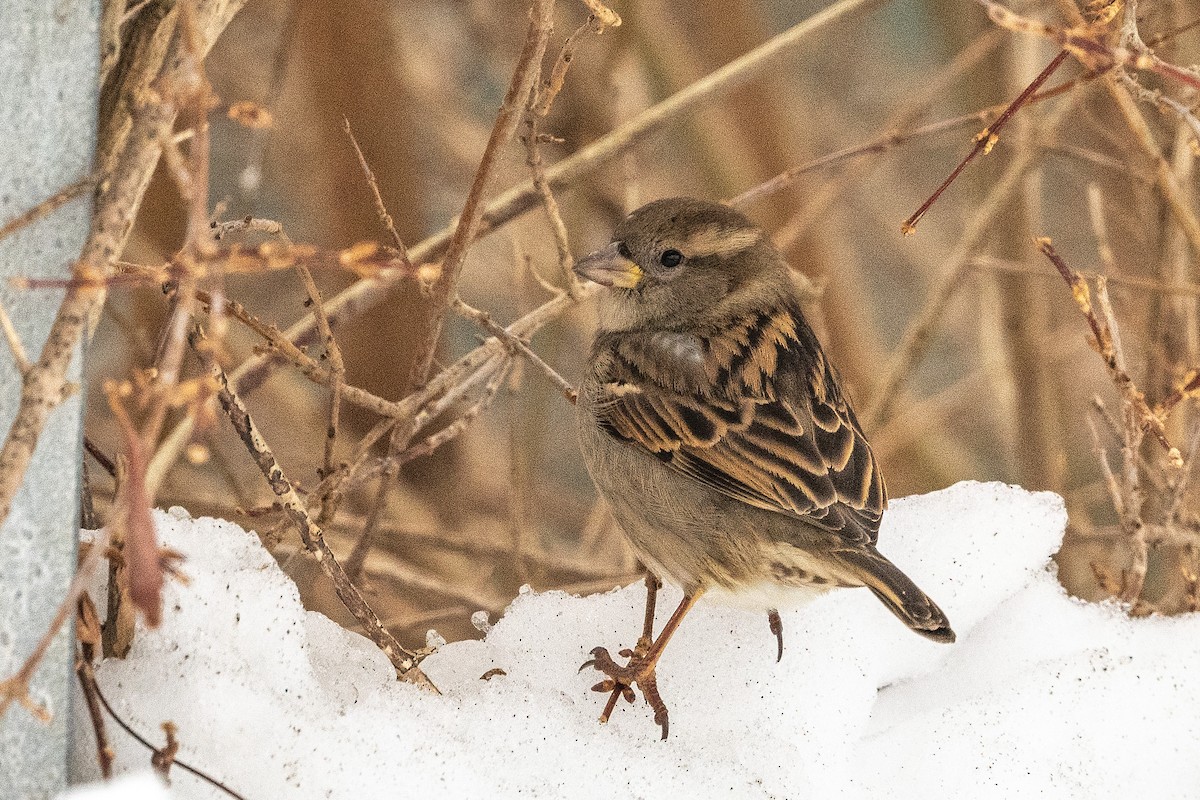 דרור הבית - ML646573787