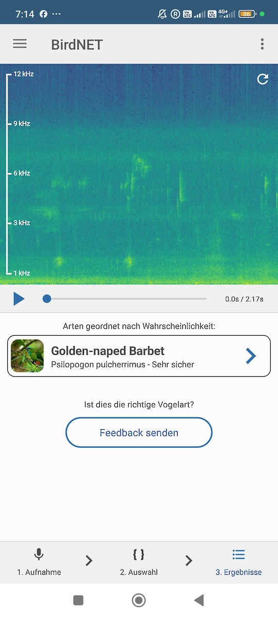 Prachtbartvogel - ML646573788