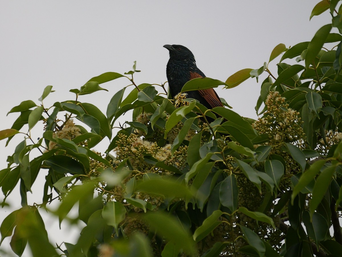 Malagasy Coucal - ML646573789