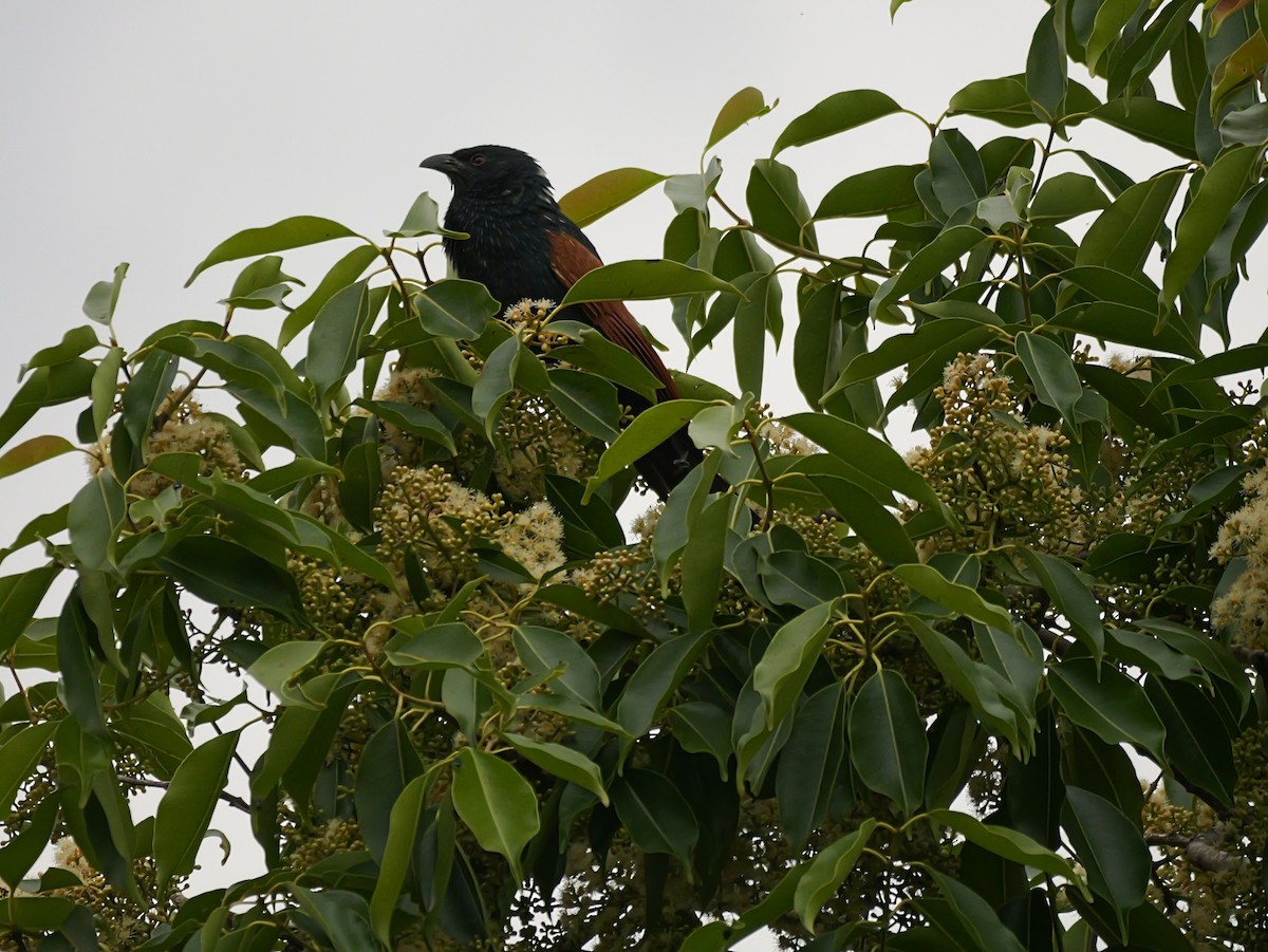 Malagasy Coucal - ML646573790