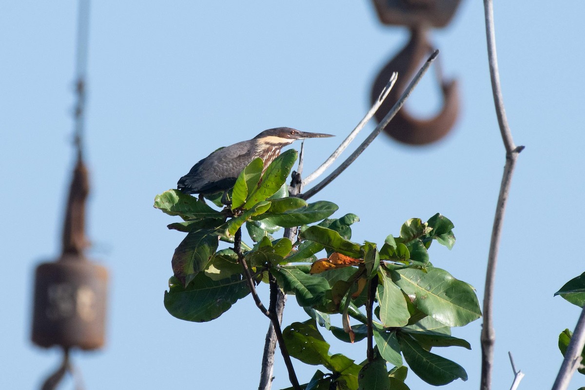 bukáček žlutokrký - ML646573791