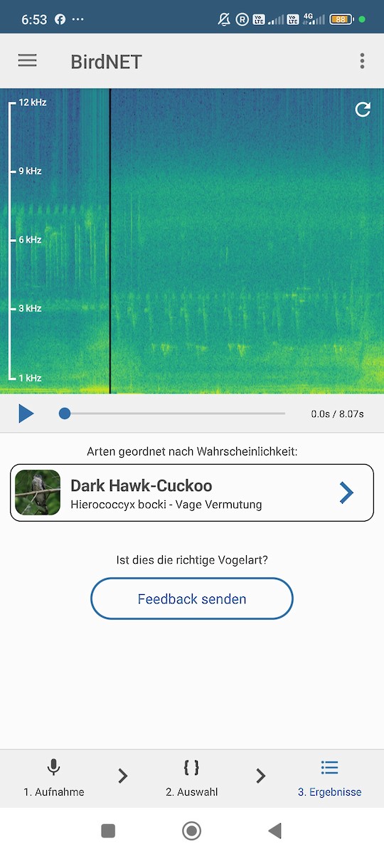 Grausperberkuckuck - ML646573792