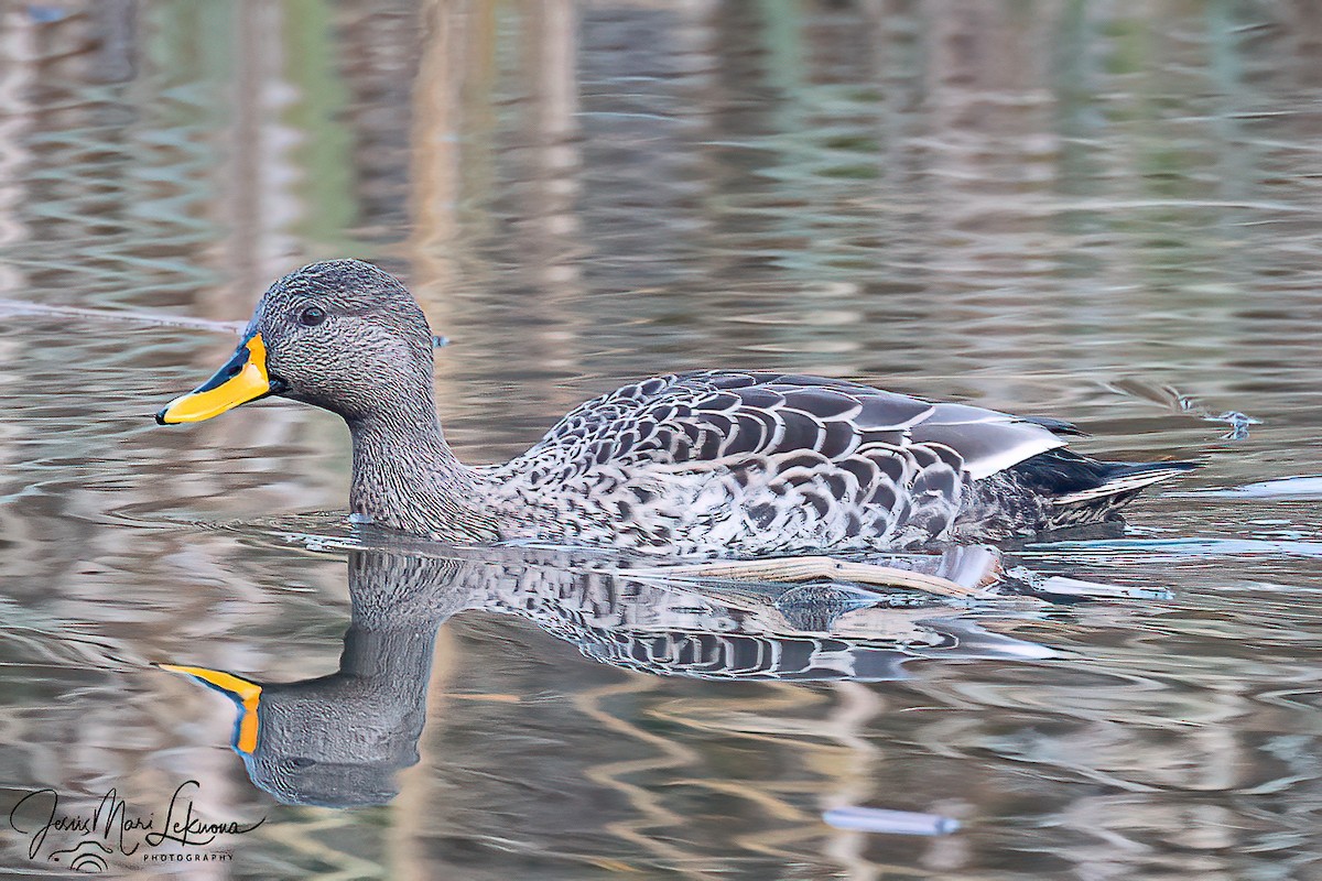 ברכיה (מבויתת) - ML646573793