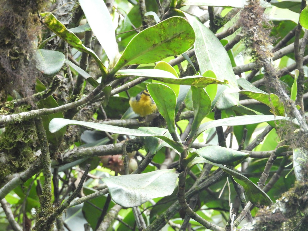Spectacled Redstart - ML646573794