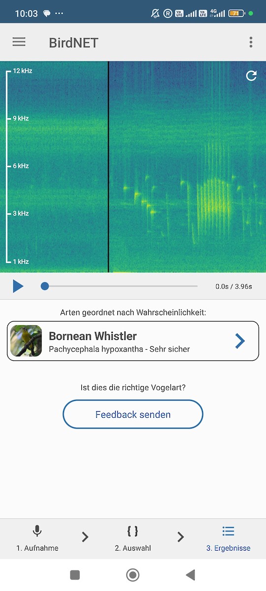 Borneodickkopf - ML646573795