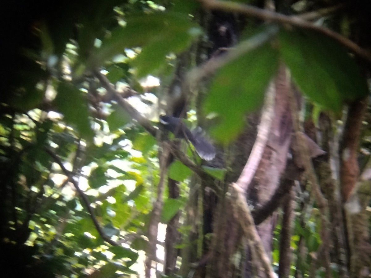 Weißkehl-Fächerschwanz - ML646573797