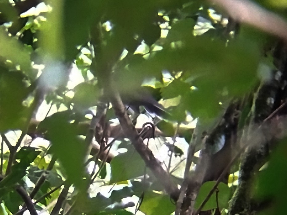 Weißkehl-Fächerschwanz - ML646573798