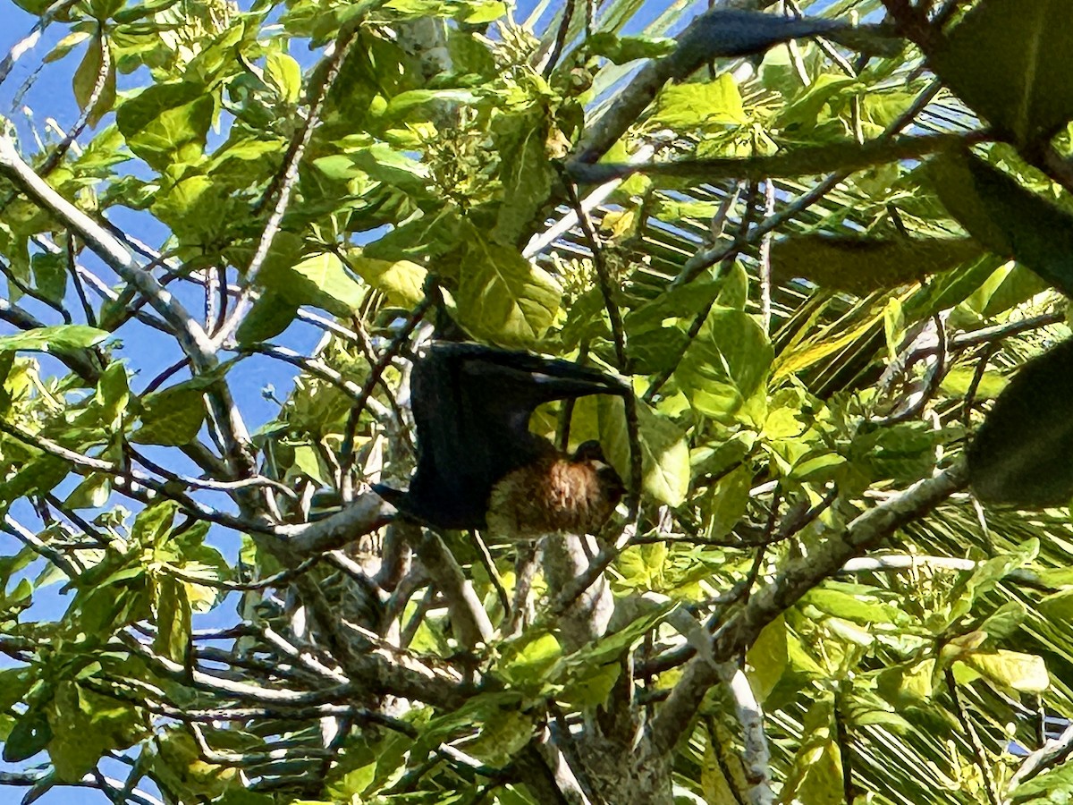 Animals - ML646573800