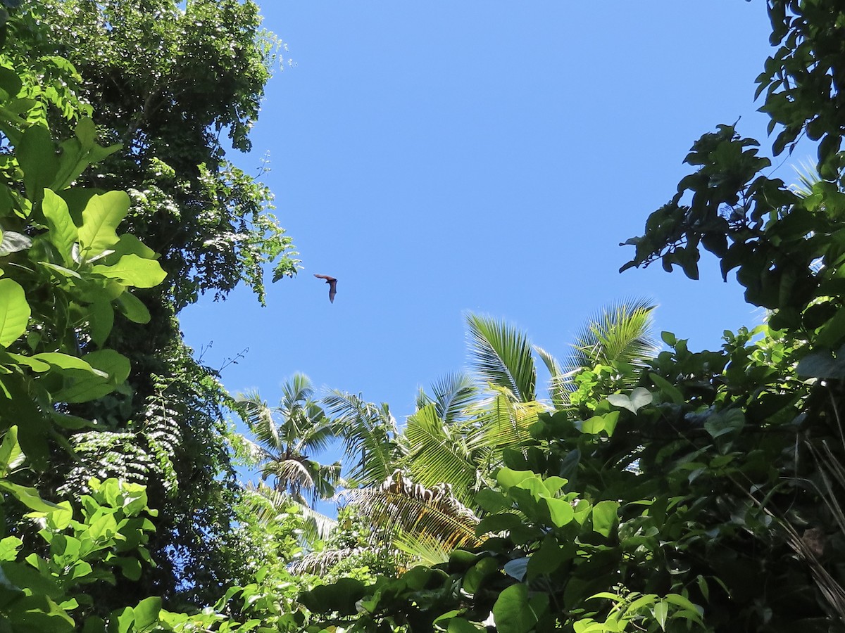 Animals - ML646573801