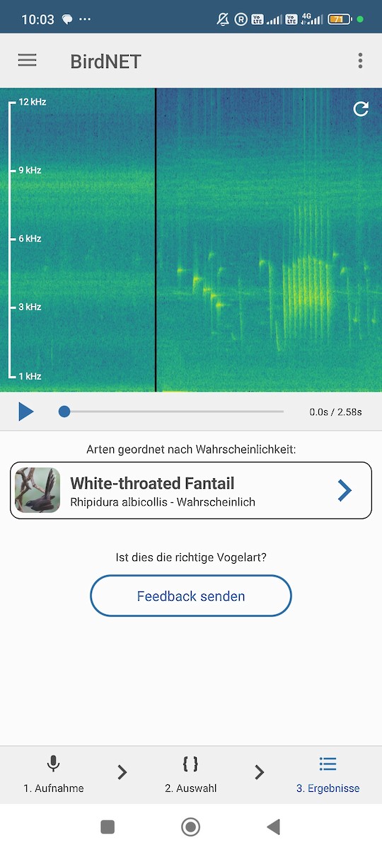Weißkehl-Fächerschwanz - ML646573803