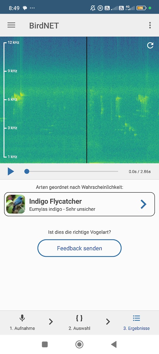 Javaschnäpper - ML646573811