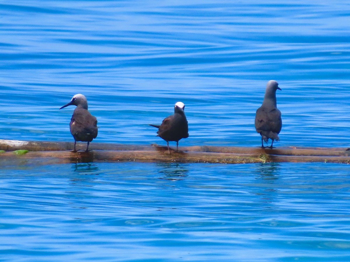 Brown Noddy - ML646573812