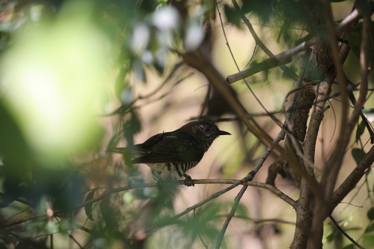 Shining Bronze-Cuckoo - ML646573813