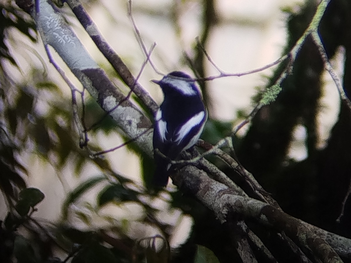 Elsterschnäpper - ML646573814