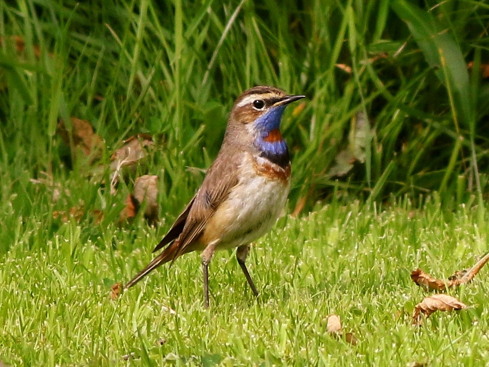 Bluethroat (Red-spotted) - ML646573817