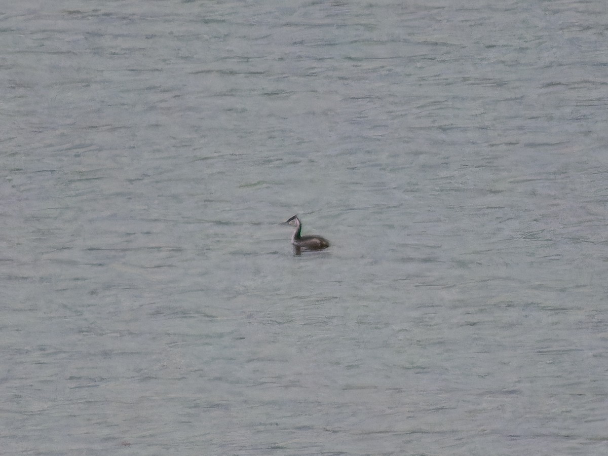 Great Crested Grebe - ML646573819