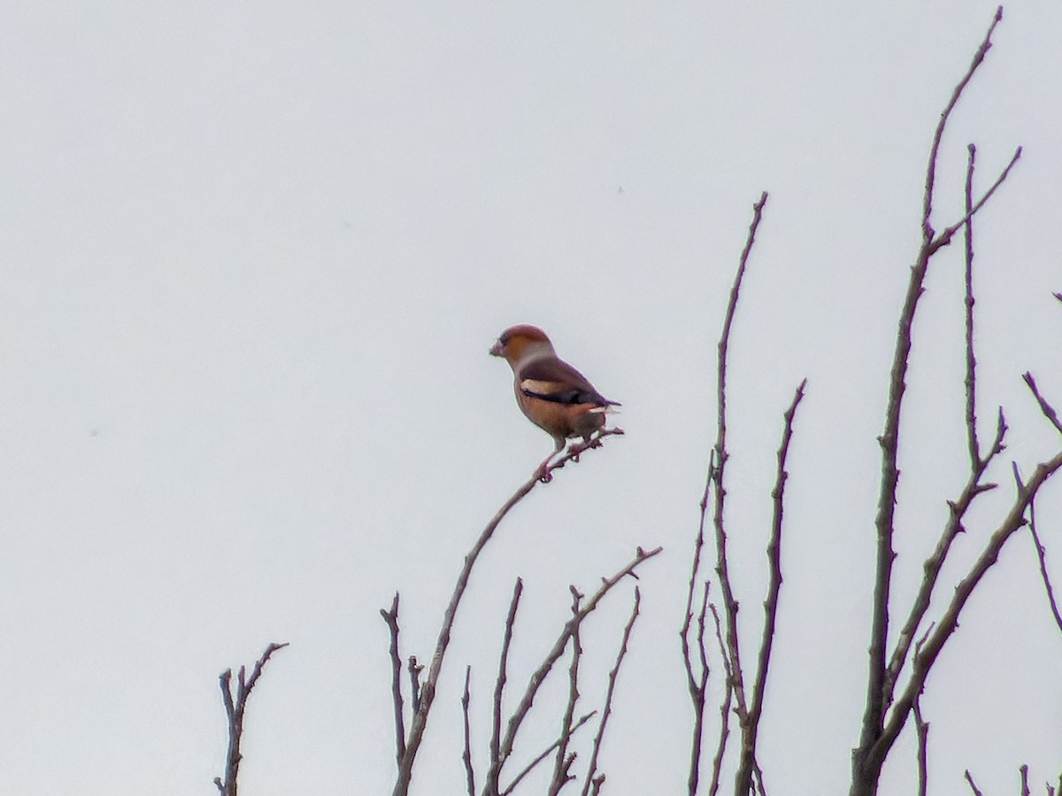 Hawfinch - ML646573821