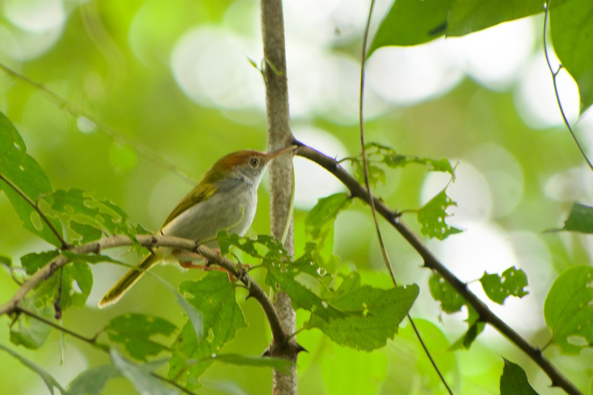Dark-necked Tailorbird - ML646573822