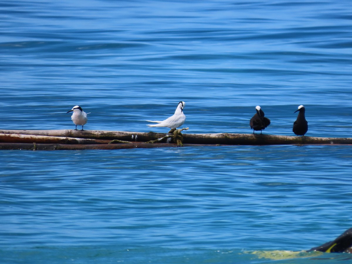 Black Noddy - ML646573823