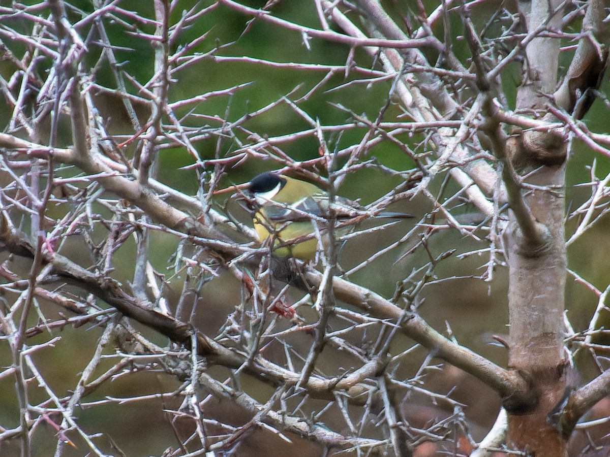 Great Tit - ML646573825