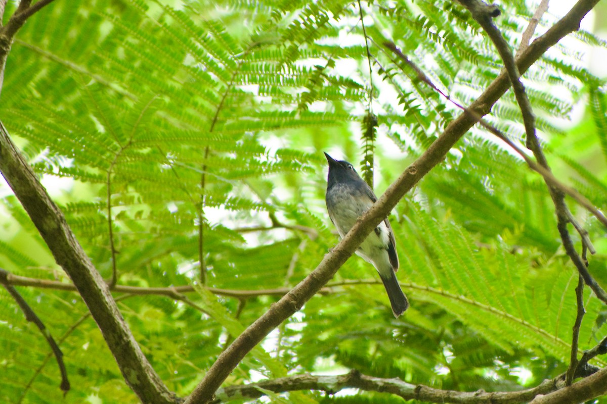 Hainan Blue Flycatcher - ML646573826