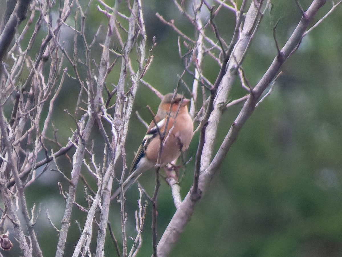 Common Chaffinch - ML646573827