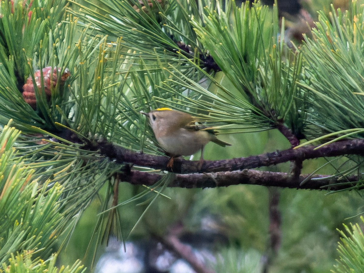 Золотомушка жовточуба - ML646573828