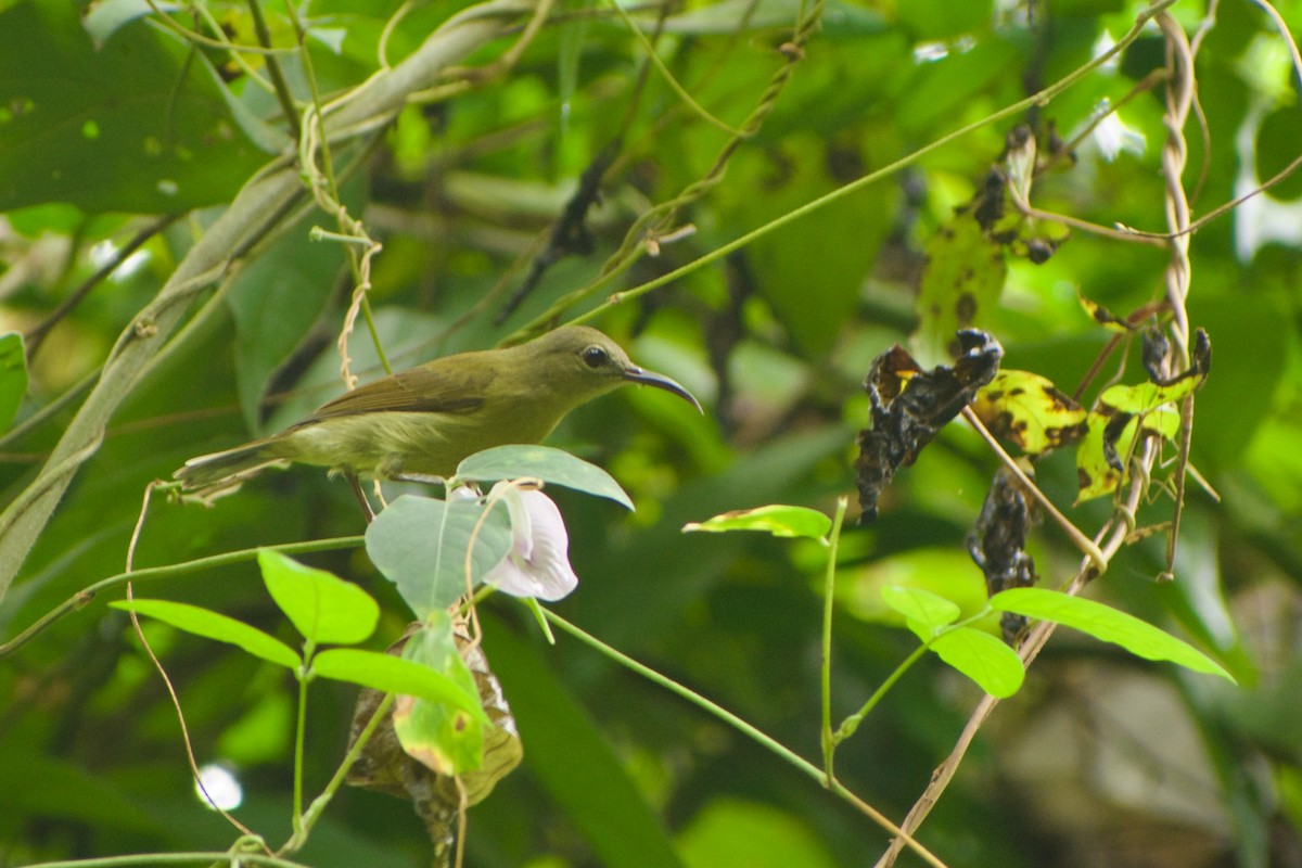 Crimson Sunbird - ML646573829