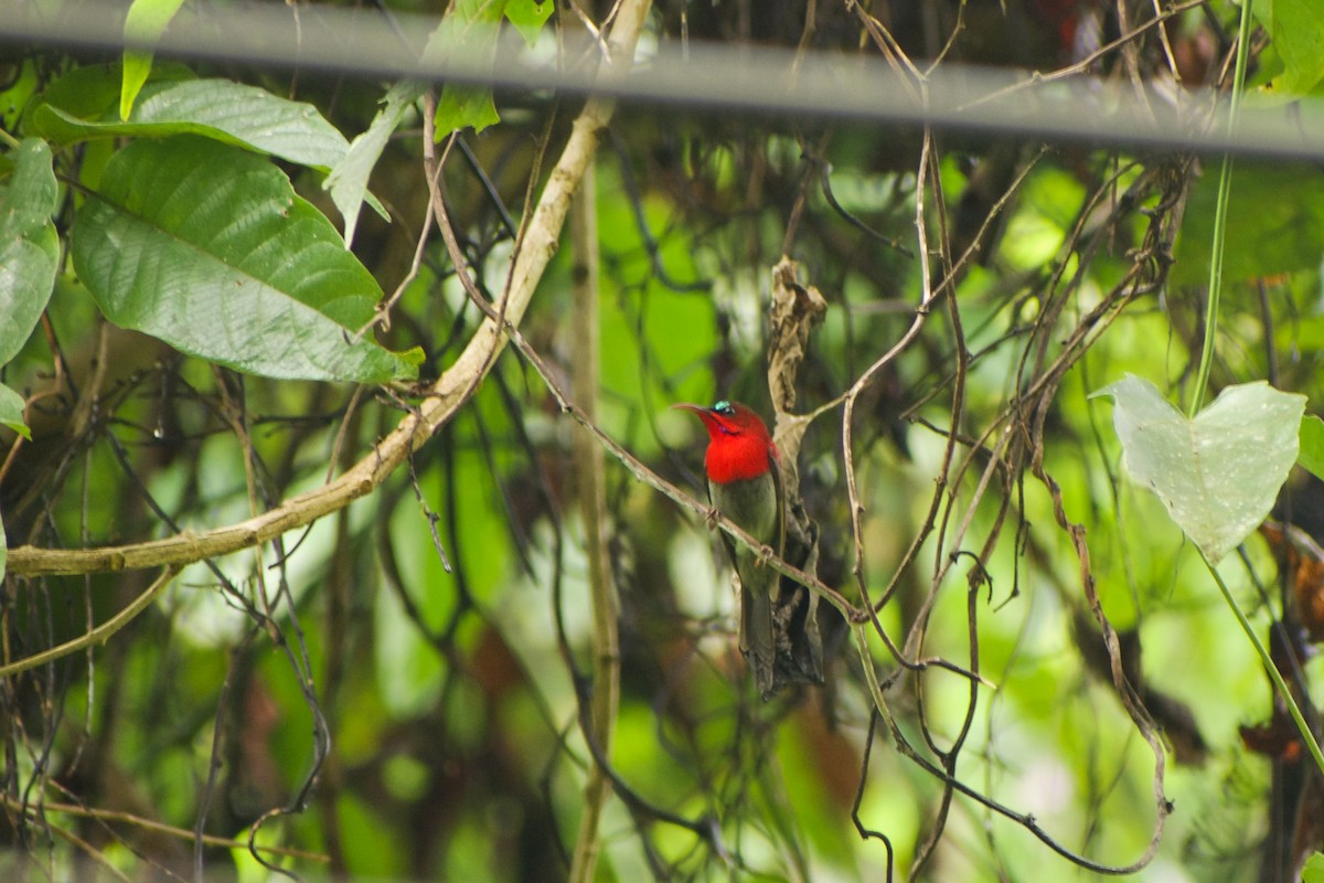 Сіпарая червона - ML646573830