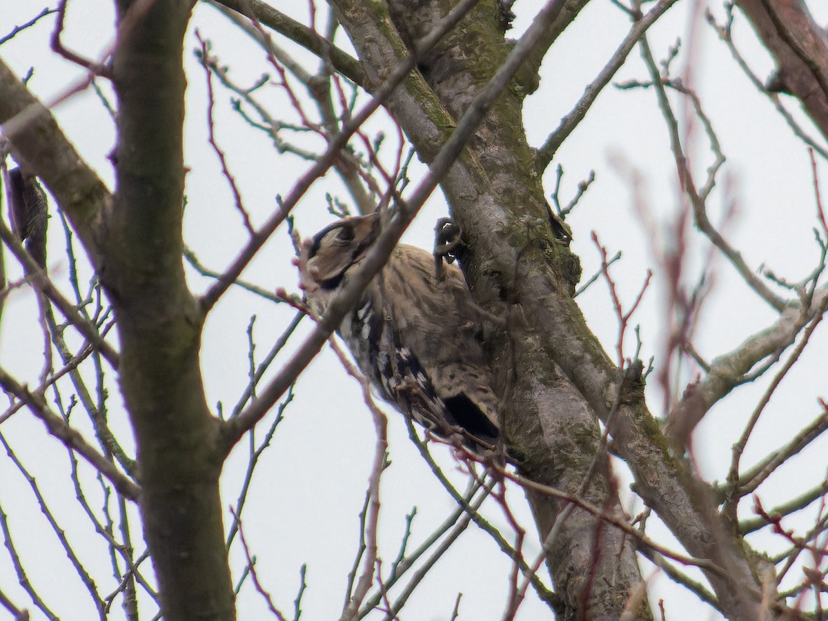 Дятел малий - ML646573831