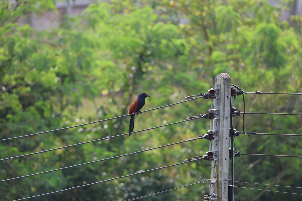 Greater Coucal - ML646573832