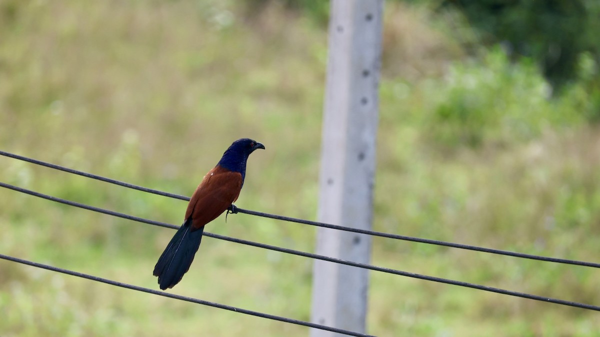 Greater Coucal - ML646573833